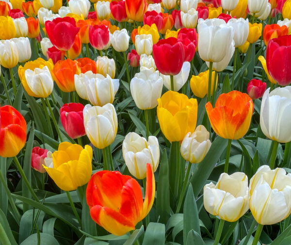 Yellow, orange, red, and white tulips in bloom.