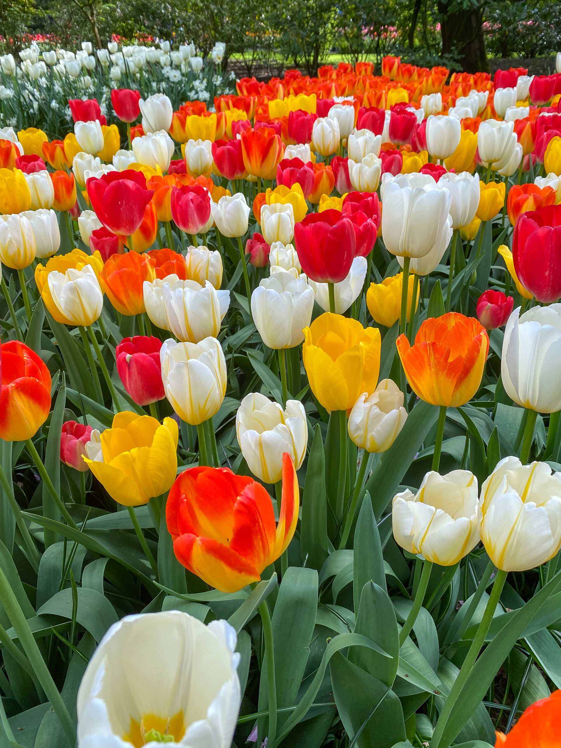 Yellow, orange, red, and white tulips in bloom.