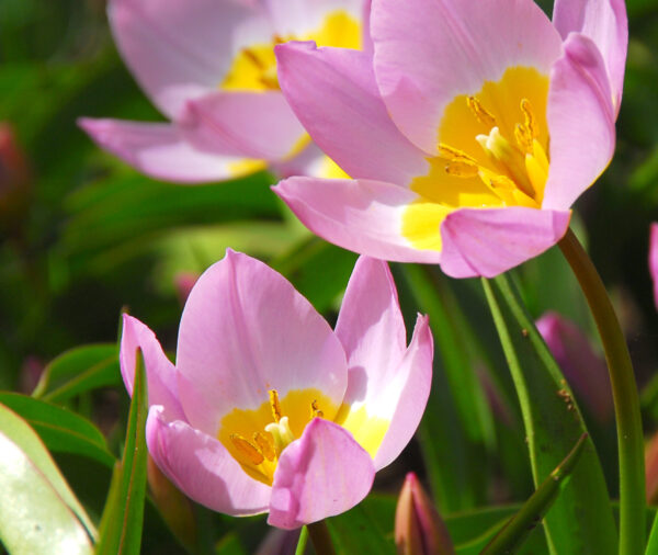 Light pink tulips with yellow centers.