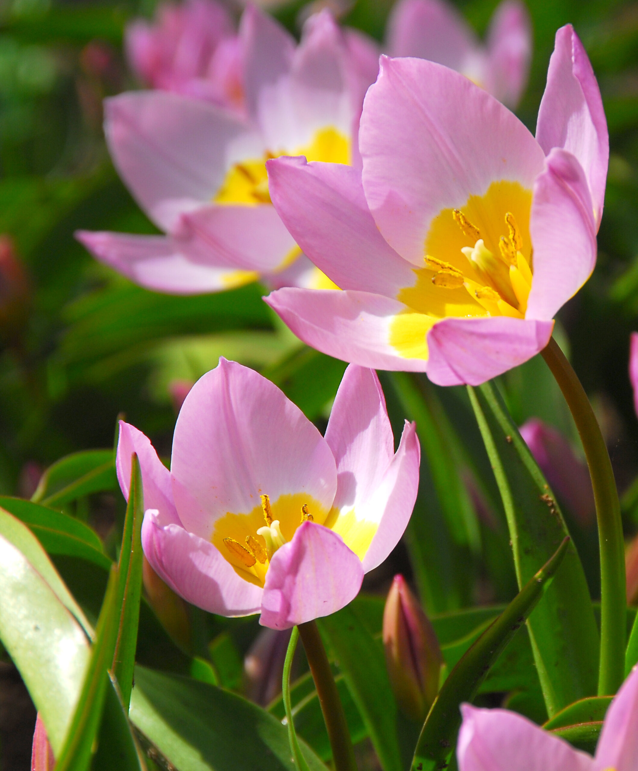 Light pink tulips with yellow centers.