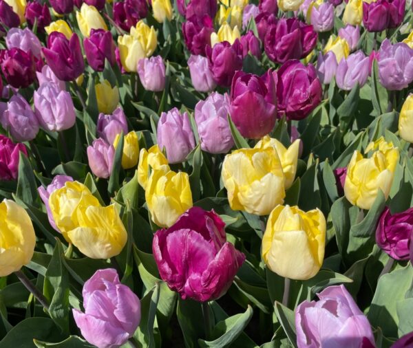 Yellow, light pink, and lilac tulips in bloom.