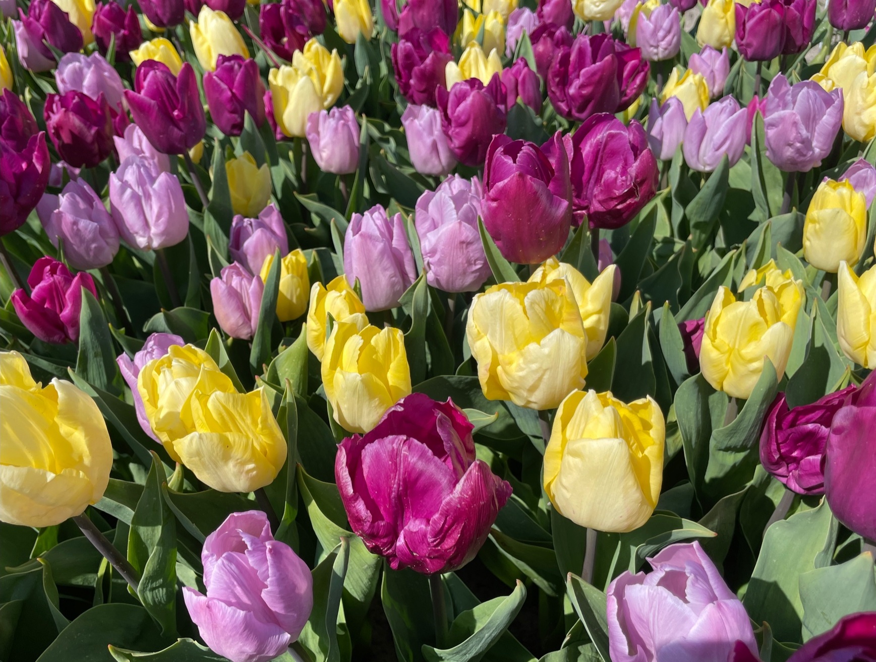 Yellow, light pink, and lilac tulips in bloom.