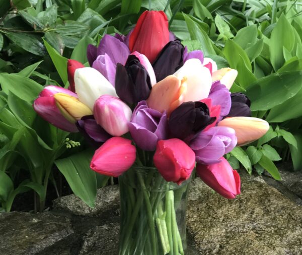 An arrangement of tulips in a clear vase. The tulips have a range of pinks, light and dark purple, white, and light orange. The vase is on a stone wall and there is greenery in the background.