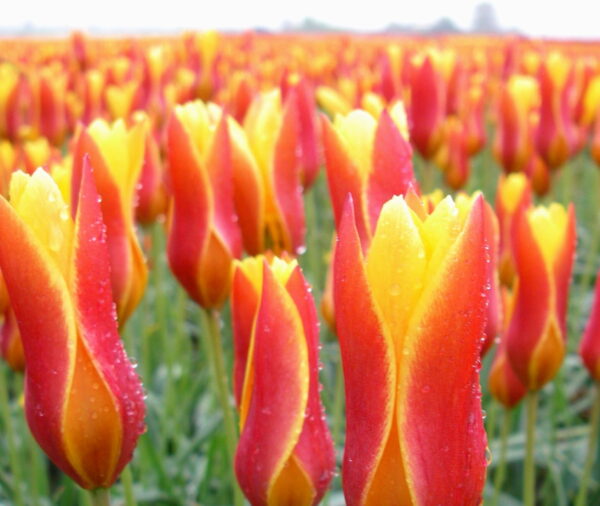 The tulips have interior yellow petals surrounded by warm red petals.