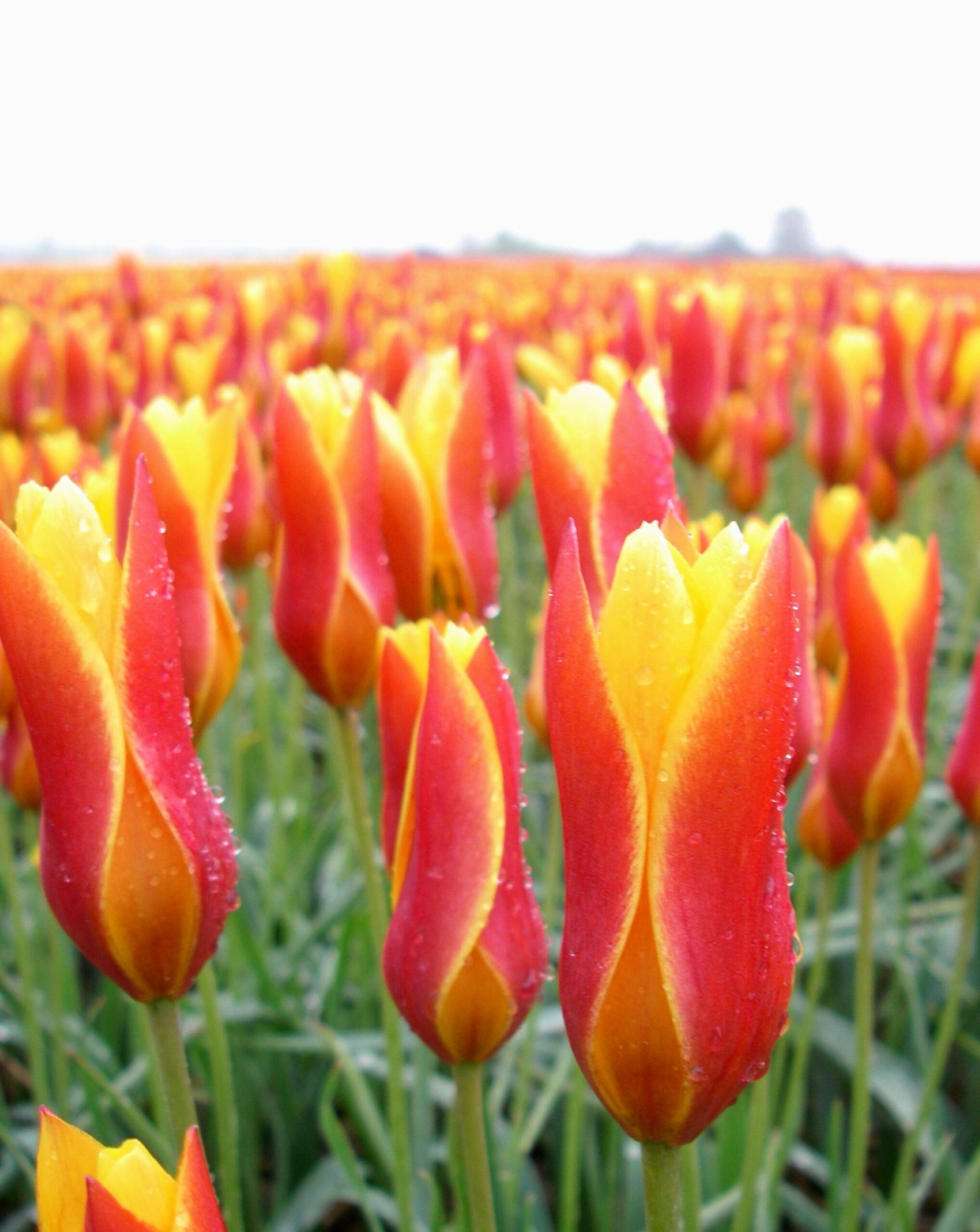 The tulips have interior yellow petals surrounded by warm red petals.