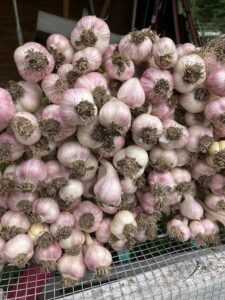 A stack of about fifty garlic bulbs on a table made of cattle panel wire and graying wood. The garlic has a pink hue and the roots still have some dirt on them.