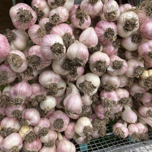 A stack of about fifty garlic bulbs on a table made of cattle panel wire and graying wood. The garlic has a pink hue and the roots still have some dirt on them.