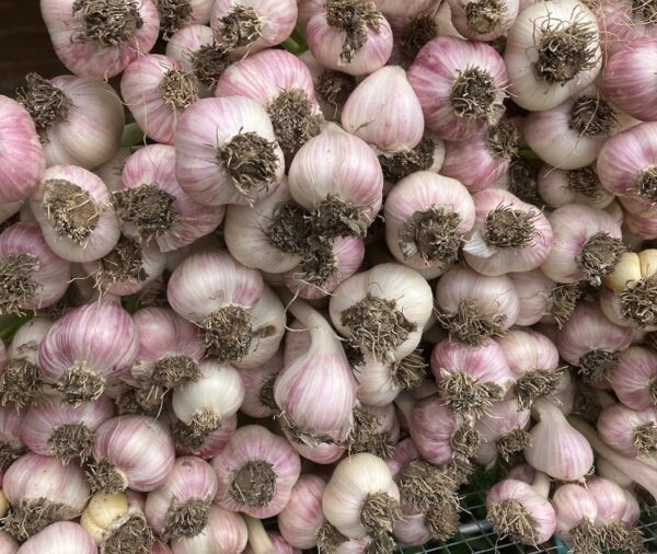 A stack of about fifty garlic bulbs on a table made of cattle panel wire and graying wood. The garlic has a pink hue and the roots still have some dirt on them.